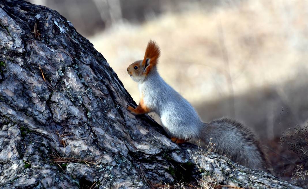 Doğanın renkli misafirleri! Kars'ta kızıl sincaplar yaşam alanlarında görüntülendi 13